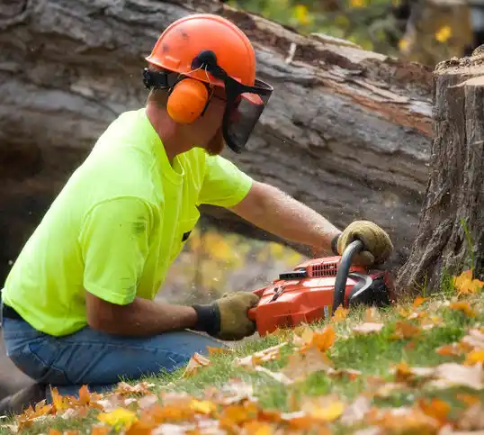 tree services West New York